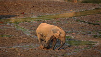 Female African forest elephant (Loxodonta africana cyclotis) digging for minerals in mud, Dzanga-Ndoki National Park, Sangha-Mbaere Prefecture, Central African Republic