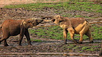 Two juvenile male African forest elephants (Loxodonta africana cyclotis) play fighting, Dzanga Bai, Dzanga-Ndoki National Park, Sangha-Mbaere Prefecture, Central African Republic.