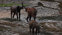 Two African forest elephants (Loxodonta africana cyclotis) interacting over access to a mineral pool in a clearing, Dzanga-Ndoki National Park, Sangha-Mbaere Prefecture, Central African Republic