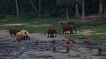 Group of African forest elephants (Loxodonta africana cyclotis) and Bongo antelope (Tragelaphus eurycerus) feeding in a forest clearing, Dzanga-Ndoki National Park, Sangha-Mbaere Prefecture, Central A...