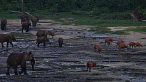 Group of African forest elephants (Loxodonta africana cyclotis) and Bongo antelope (Tragelaphus eurycerus) in a forest clearing, Dzanga-Ndoki National Park, Sangha-Mbaere Prefecture, Central African R...