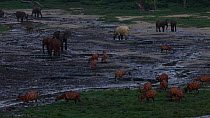 Group of African forest elephants (Loxodonta africana cyclotis) and Bongo antelope (Tragelaphus eurycerus) feeding in a forest clearing, Dzanga-Ndoki National Park, Sangha-Mbaere Prefecture, Central A...