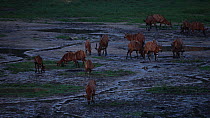 Group of Bongo antelope (Tragelaphus eurycerus)  feeding in a forest clearing at dusk, Dzanga-Ndoki National Park, Sangha-Mbaere Prefecture, Central African Republic