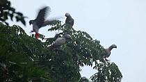 Congo african grey parrots (Psittacus erithacus erithacus) perched and landing in a tree on edge of a forest clearing, Dzanga-Ndoki National Park, Sangha-Mbaere Prefecture, Central African Republic