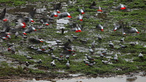 Large flock of Congo african grey parrots (Psittacus erithacus erithacus) feeding on the groud in a forest clearing, Dzanga-Ndoki National Park, Sangha-Mbaere Prefecture, Central African Republic
