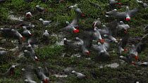 Large flock of Congo african grey parrots (Psittacus erithacus erithacus) feeding on the ground in a forest clearing, before taking off, Dzanga-Ndoki National Park, Sangha-Mbaere Prefecture, Central A...