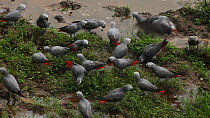Flock of Congo african grey parrots (Psittacus erithacus erithacus) feeding on the ground in a forest clearing, Dzanga-Ndoki National Park, Sangha-Mbaere Prefecture, Central African Republic
