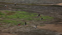 Tracking shot following Congo african grey parrots (Psittacus erithacus erithacus) flying through a forest clearing, landing and joining a flock feeding on the ground, Dzanga-Ndoki National Park, Sang...