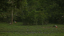 Flock of Congo african grey parrots (Psittacus erithacus erithacus) feeding on the ground in a forest clearing, with individuals taking-off and landing, Dzanga-Ndoki National Park, Sangha-Mbaere Prefe...
