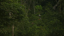 Flock of Congo african grey parrots (Psittacus erithacus erithacus) perched and taking off from a tree on edge of a forest clearing, Dzanga-Ndoki National Park, Sangha-Mbaere Prefecture, Central Afric...