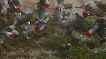 Flock of Congo african grey parrots (Psittacus erithacus erithacus) feeding on the ground in a forest clearing, before taking off, Dzanga-Ndoki National Park, Sangha-Mbaere Prefecture, Central African...