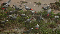 THIS VIDEO CLIP WILL BE AVAILABLE TO VIEW ONLINE SOON. TO VIEW NOW, PLEASE CONTACT US. - Flock of Congo african grey parrots (Psittacus erithacus erithacus) landing on the ground in a forest clearing...