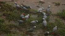 THIS VIDEO CLIP WILL BE AVAILABLE TO VIEW ONLINE SOON. TO VIEW NOW, PLEASE CONTACT US. - Flock of Congo african grey parrots (Psittacus erithacus erithacus) landing on the ground in a forest clearing...