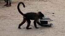 THIS VIDEO CLIP WILL BE AVAILABLE TO VIEW ONLINE SOON. TO VIEW NOW, PLEASE CONTACT US. - Captive juvenile male Grey cheeked mangabey (Lophocebus albigena) tied to an old truck part grooming and walkin...