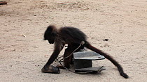 THIS VIDEO CLIP WILL BE AVAILABLE TO VIEW ONLINE SOON. TO VIEW NOW, PLEASE CONTACT US. - Captive juvenile male Grey cheeked mangabey (Lophocebus albigena) tied to an old truck part grooming and playin...