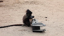 THIS VIDEO CLIP WILL BE AVAILABLE TO VIEW ONLINE SOON. TO VIEW NOW, PLEASE CONTACT US. - Captive juvenile male Grey cheeked mangabey (Lophocebus albigena) tied to an old truck part chewing and playing...