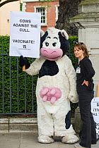 Person in cow costume, with sign reading 'Cows against the cull - Vaccinate' at anti badger cull march, London, 1st June 2013