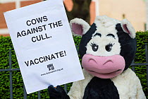Person in cow costume, with sign reading 'Cows against the cull - Vaccinate' at anti badger cull march, London, 1st June 2013