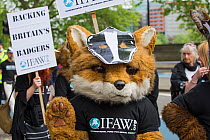 Person in a fox costume, with a badger mask and an International Fund for Animal Welfare costume, at anti badger cull march, London, 1st June 2013