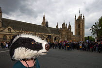 Anti badger cull protestor, with badger mask, outside the Houses of Parliament, London 1st June 2013