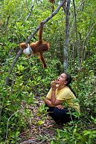 Bornean Orangutan (Pongo pygmaeus) baby climbing as it is trained to explore, looking down at carer. Orangutan Care Center, Borneo, Indonesia.