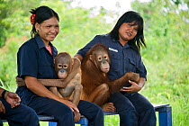 Bornean Orangutans (Pongo pygmaeus) juveniles (approx. 5 years) with carers. Orangutan Care Center, Borneo, Indonesia.
