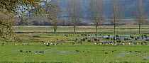 Forty-five adult and juvenile Common / Eurasian cranes (Grus grus) released by the Great Crane Project foraging on flooded pastureland around a grain feeder used to supplement their diet in winter, Al...