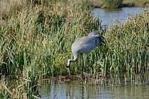 Three year old Common / Eurasian crane (Grus grus) 'Chris' released by the Great Crane Project nest-building in flooded marshland, Slimbridge, Gloucestershire, UK, April 2013.
