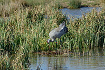Three year old Common / Eurasian crane (Grus grus) 'Chris' released by the Great Crane Project nest-building in flooded marshland, Slimbridge, Gloucestershire, UK, April 2013.