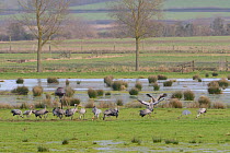 Adult and juvenile Common / Eurasian cranes (Grus grus) released by the Great Crane Project foraging on flooded pastureland around a grain feeder used to supplement their diet in winter, with two danc...