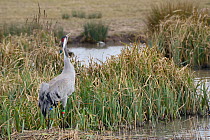 Three year old Common / Eurasian crane (Grus grus) 'Monty' released by the Great Crane Project bugling on a nest,  in flooded marshland, Slimbridge, Gloucestershire, UK, April 2013.