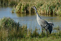 Three year old Common / Eurasian crane (Grus grus) 'Monty' released by the Great Crane Project, parade walking by marshy pool fringed with sedges and rushes, Gloucestershire, UK, April 2013.