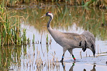Three year old Common / Eurasian crane (Grus grus) 'Monty' released by the Great Crane Project wading in flooded marshland, Gloucestershire, UK, April 2013.