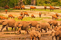 African Forest Elephants (Loxodonta africana cyclotis) moving past Bongo Antelope (Tragelaphus euryceros) herd. Dzanga-Ndoki National Park, Central African Republic