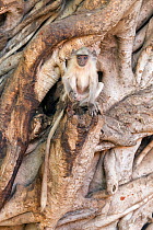 Hanuman / Northern Plains Grey Langur (Semnopithecus entellus) youngster sitting on the trunk of a Banyan tree , Ranthambore National Park, Rajasthan, India, June