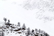 Snow covered mountain slopes with pine trees in Gran Paradiso National Park, Italy, December 2011