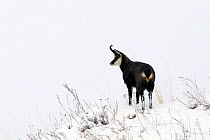 Chamois (Rupicapra rupicapra) standing on a hill in a snowy landscape, Gran Paradiso National Park, Italy. December