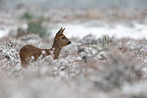 Roe deer (Capreolus capreolus) female, in a snowy heather landscape. Kampina Nature reserve, Oisterwijk, The Netherlands. January