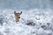 Roe deer (Capreolus capreolus) male in a snowy winter heather landscape during heavy snowfall. Kampina Nature reserve, Oisterwijk, The Netherlands. January