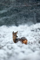 Roe deer (Capreolus capreolus) male in a snowy  heather landscape during heavy snowfall. Kampina Nature reserve, Oisterwijk, The Netherlands, January