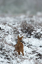 Roe deer (Capreolus capreolus) young calf, in a snowy heather landscape. Kampina Nature reserve, Oisterwijk, The Netherlands. January