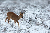 Roe deer (Capreolus capreolus) young calf in a snowy heather landscape. Kampina Nature reserve, Oisterwijk, The Netherlands. January