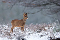 Roe deer (Capreolus capreolus) young calf, in a snowy heather landscape. Kampina Nature reserve, Oisterwijk, The Netherlands, January