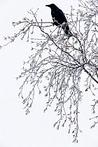 Carrion crow (Corvus corone) sitting on the frozen branches of a birch tree, Kampina nature reserve, Oisterwijk, The Netherlands. January
