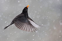 Blackbird (Turdus merula) male in flight during snowfall, Oisterwijk, The Netherlands. January