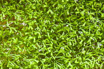 Aquatic Liverwort / Crystalwort (Riccia fluitans). This plant has worldwide distribution.