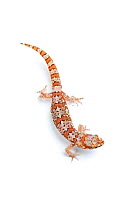 Marico Gecko (Pachydactylus mariquensis latirostris). Namaqualand, Northern Cape, South Africa.