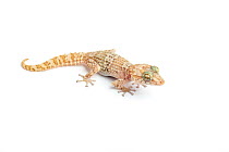 Dwarf form of Mocquard's Madagascan Ground Gecko (Paroedura bastardi) possibly a new undescribed species. Madagascar.