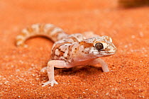 Marico Gecko (Pachydactylus mariquensis latirostris). Springbok, Northern Cape, South Africa.
