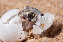 Marico Gecko (Pachydactylus mariquensis latirostris) hatching from egg. Springbok, Northern Cape, South Africa.